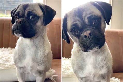 original pug breed vs now|breeding pugs with longer snouts.